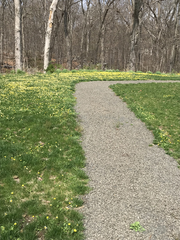 Nature Walkway Yellow Flowers April 2019 Web